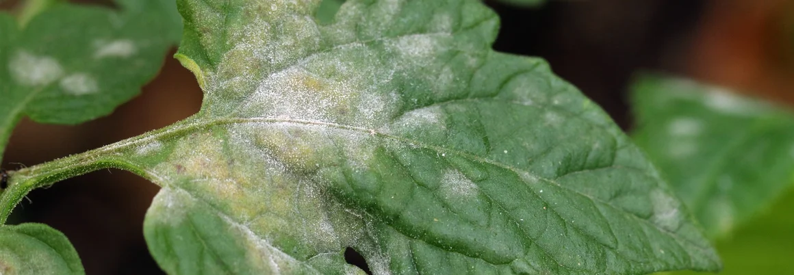 Blatt einer Pflanze ist von Schimmel befallen